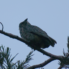Bubo virginianus