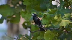 Sporophila crassirostris