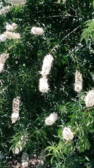 Aesculus californica