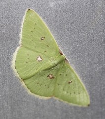 Comostola leucomerata