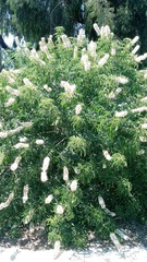 Aesculus californica