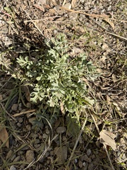 Packera eurycephala lewisrosei