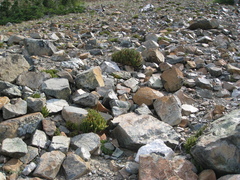 Polystichum lemmonii