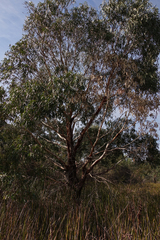 Eucalyptus falciformis