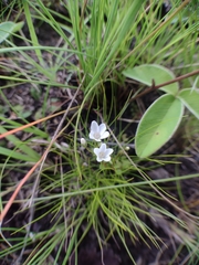 Lysimachia campestris