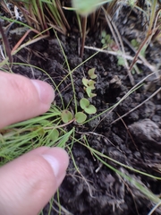 Lysimachia campestris