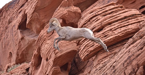 Desert Bighorn Sheep photographed in Nevada