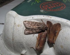 Ichneutica mutans