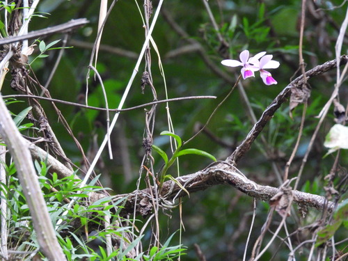 Barkeria uniflora, photograph 3