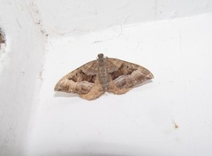 Hydriomena deltoidata