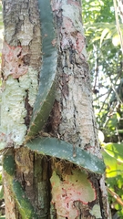 Selenicereus ocamponis