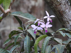(c) Leticia Jiménez Hernández, some rights reserved (CC BY-SA) Barkeria uniflora, photograph (c) Leticia Jiménez Hernández, some rights reserved (CC BY-SA)