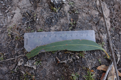 Eucalyptus falciformis
