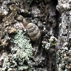 Vertigo rowellii