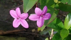 Pseuderanthemum laxiflorum