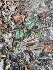 Smilax bona-nox image