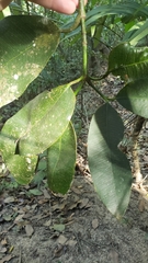 Garcinia intermedia