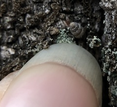 Vertigo rowellii