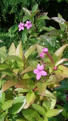 Pseuderanthemum laxiflorum