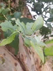 Paropsisterna m-fuscum