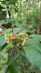 Euphorbia peritropoides