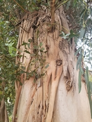 Paropsisterna m-fuscum