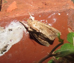 Ichneutica mollis
