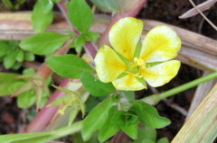 Ludwigia hookeri
