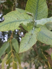 Paropsisterna m-fuscum