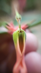 Euphorbia peritropoides