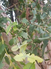 Paropsisterna m-fuscum