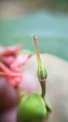 Euphorbia peritropoides