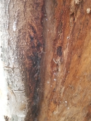 Paropsisterna m-fuscum