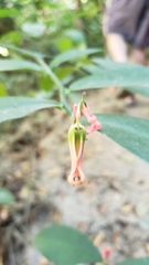 Euphorbia peritropoides