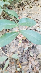 Euphorbia peritropoides