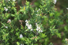 Leucopogon apiculatus