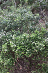 Leucopogon apiculatus