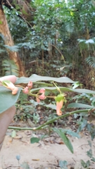 Euphorbia peritropoides