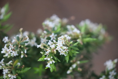 Leucopogon apiculatus