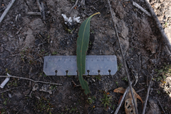 Eucalyptus falciformis