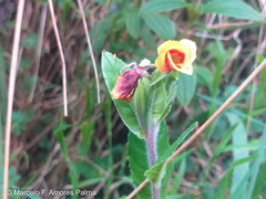 Oenothera epilobiifolia