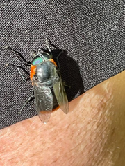 Osca lata