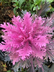 Magnoliopsida