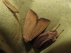 Ichneutica blenheimensis