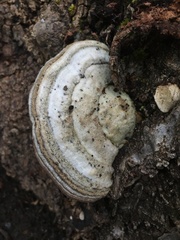 Trametes