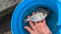 Hyperprosopon argenteum