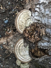 Trametes