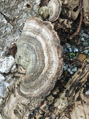 Trametes