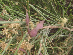 Prosopidastrum dehiscens