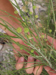 Prosopidastrum dehiscens